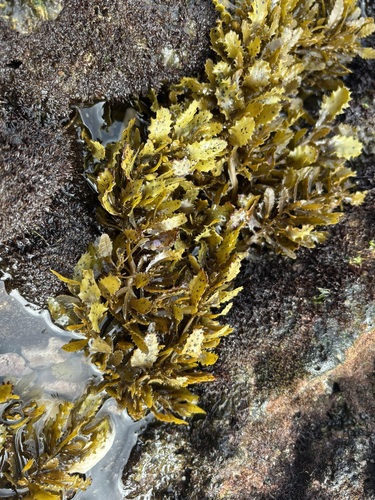 Sargassum aquifolium observed 2026-02-16