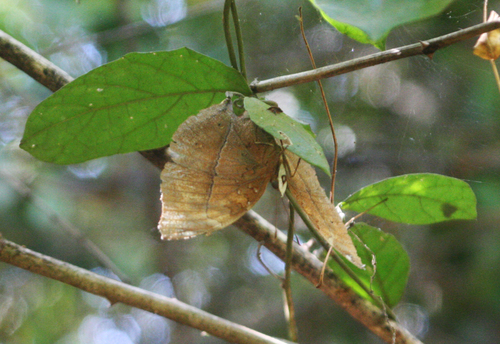 Autumn Leaf