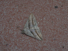 Blasticorhinus bifasciata