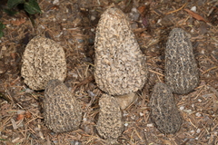 Morchella tomentosa