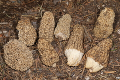 Morchella tomentosa