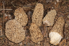 Morchella tomentosa