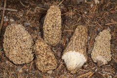 Morchella tomentosa
