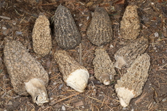 Morchella tomentosa