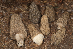 Morchella tomentosa