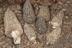 Morchella tomentosa
