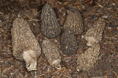 Morchella tomentosa
