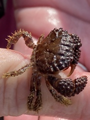 Paraxanthias taylori