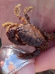 Paraxanthias taylori