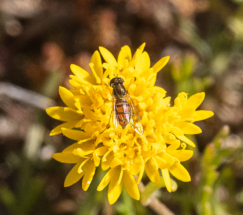 Unknown species found near Point Loma, San Diego, CA, USA