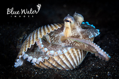 Amphioctopus marginatus