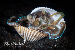 Amphioctopus marginatus