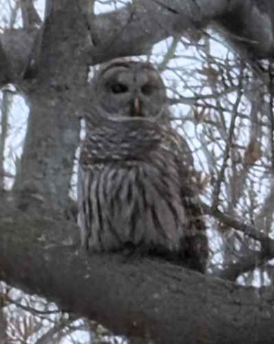 Barred Owl