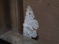 Lassaba parvalbidaria