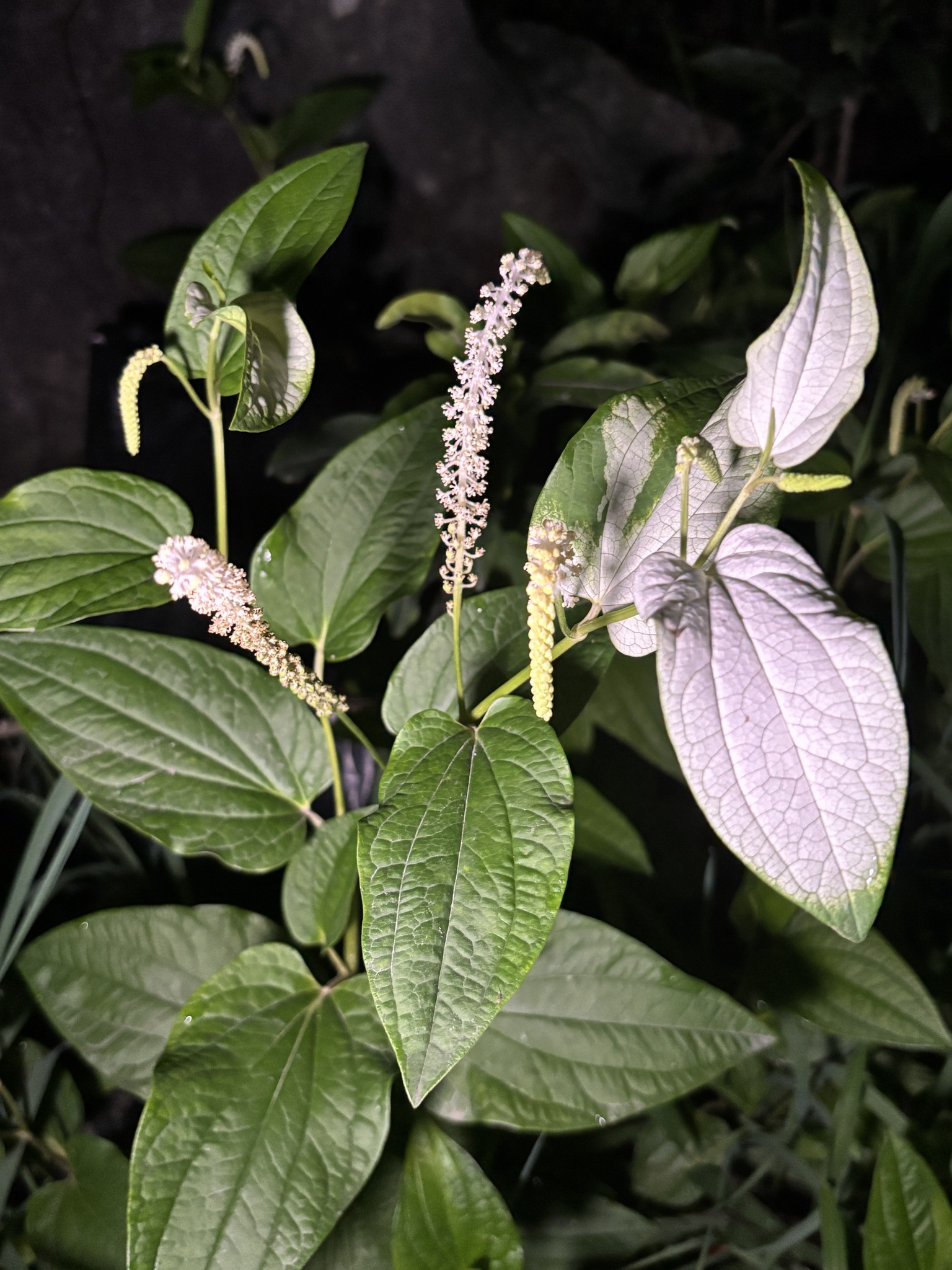 Saururus chinensis (Saururus chinensis)