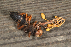 Ophiocordyceps sphecocephala
