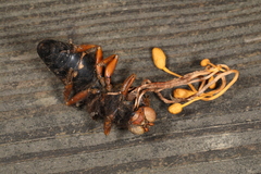 Ophiocordyceps sphecocephala