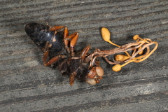 Ophiocordyceps sphecocephala