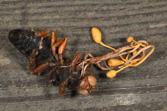 Ophiocordyceps sphecocephala