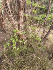 Brachyglottis perdicioides