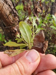 Brachyglottis perdicioides