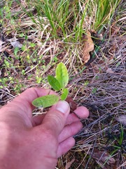 Brachyglottis perdicioides