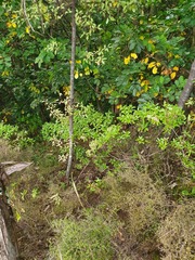 Brachyglottis perdicioides