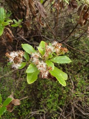 Brachyglottis perdicioides
