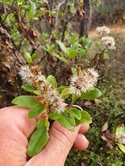 Brachyglottis perdicioides