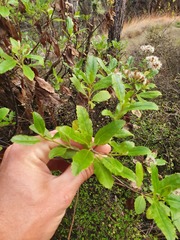 Brachyglottis perdicioides