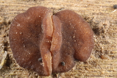 Adelphella babingtonii
