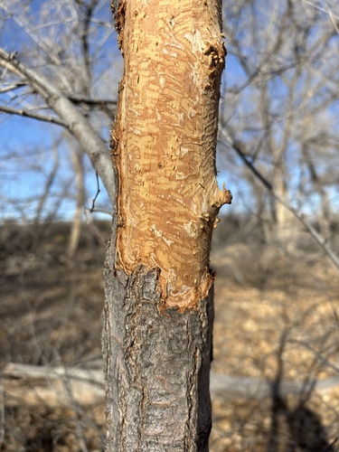 North American Porcupine