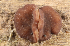 Adelphella babingtonii