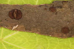 Adelphella babingtonii