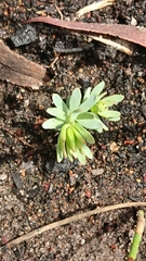 Comesperma retusum