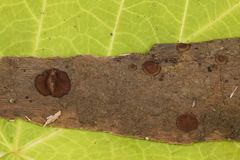 Adelphella babingtonii