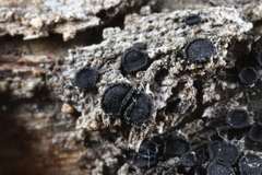 Patellaria atrata