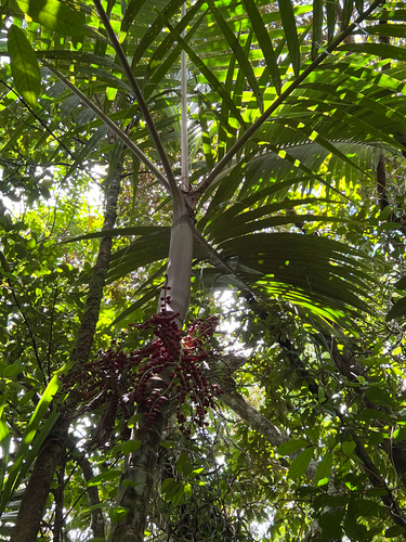 Pinanga insignis observed 2026-02-24