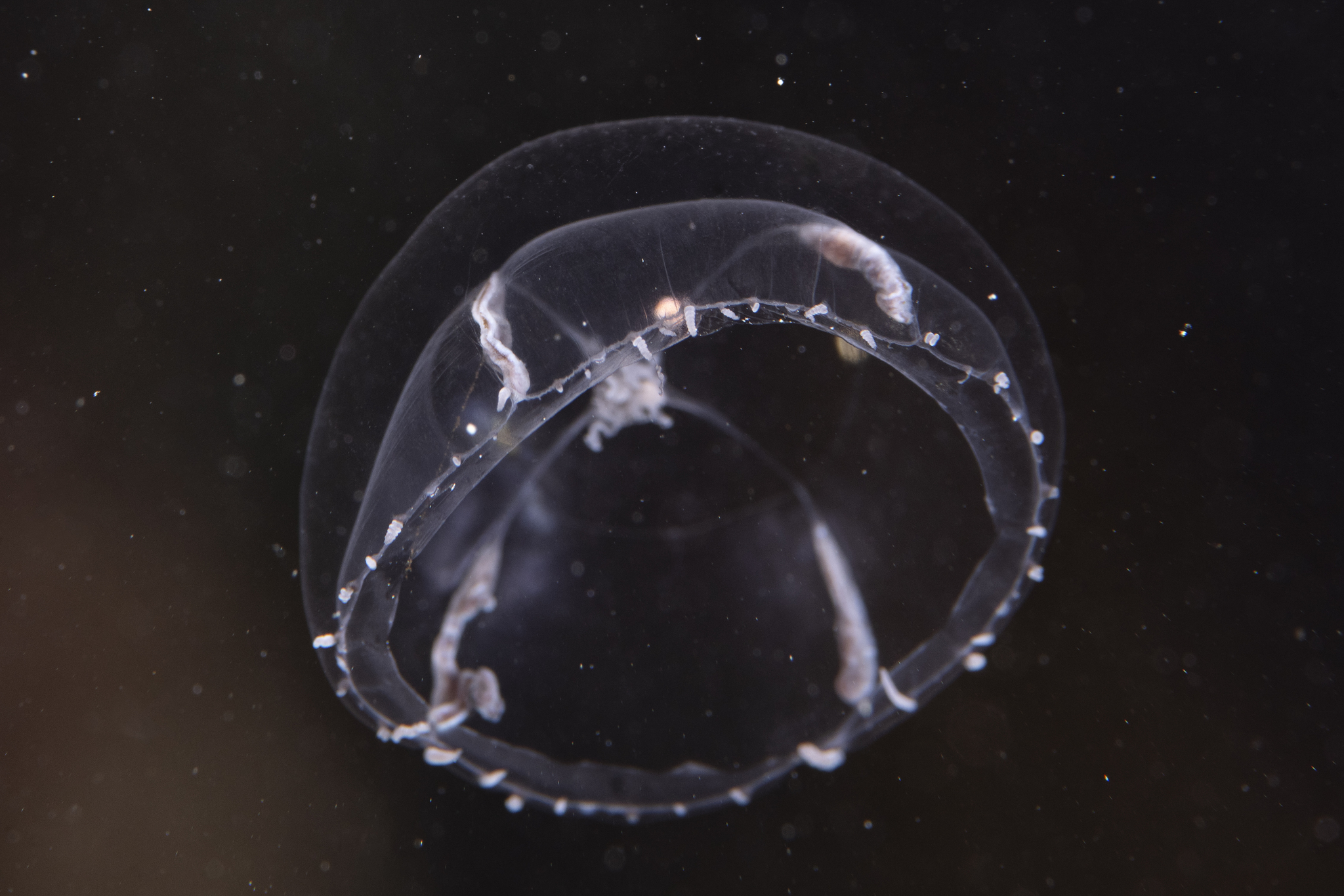 Cosmetirella davisii (Browne, 1902)