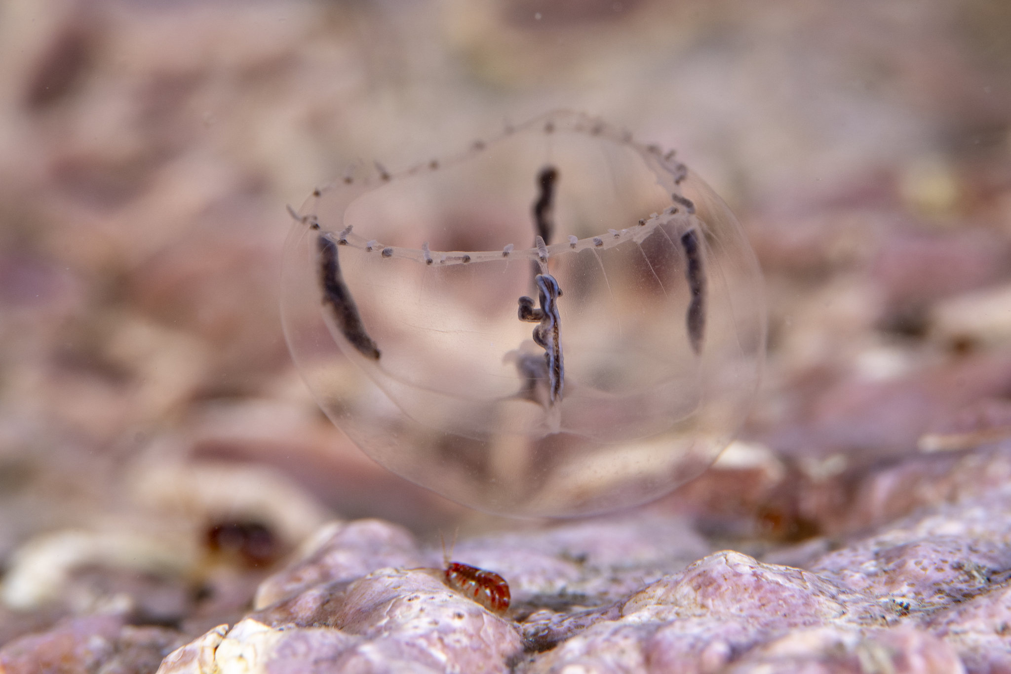 Cosmetirella davisii (Browne, 1902)