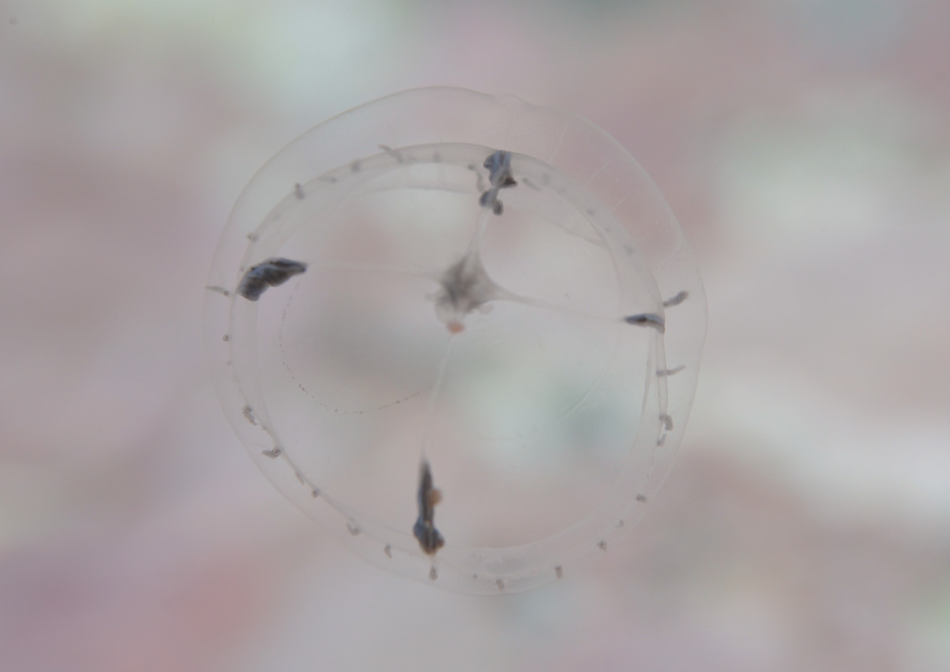 Cosmetirella davisii (Browne, 1902)