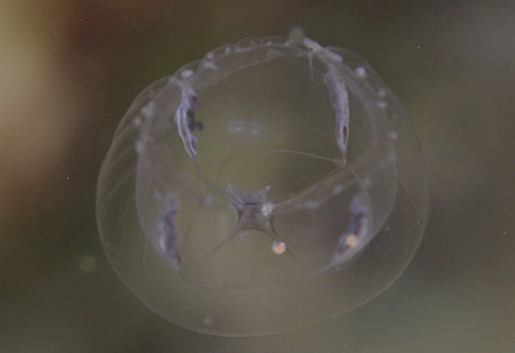 Cosmetirella davisii (Browne, 1902)