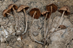 Conocybe cyanopus