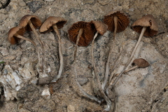 Conocybe cyanopus