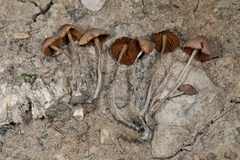 Conocybe cyanopus