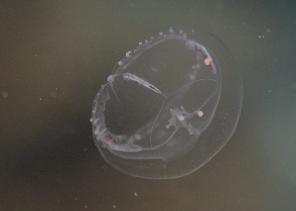 Cosmetirella davisii (Browne, 1902)