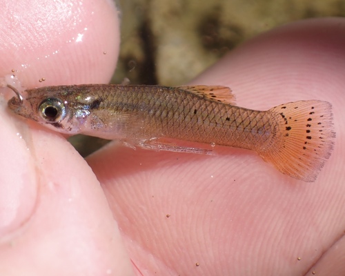 Caribbean Gambusia (Gambusia puncticulata) — Poeciliidae