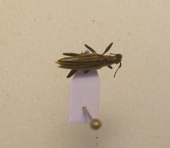 Navomorpha sulcata