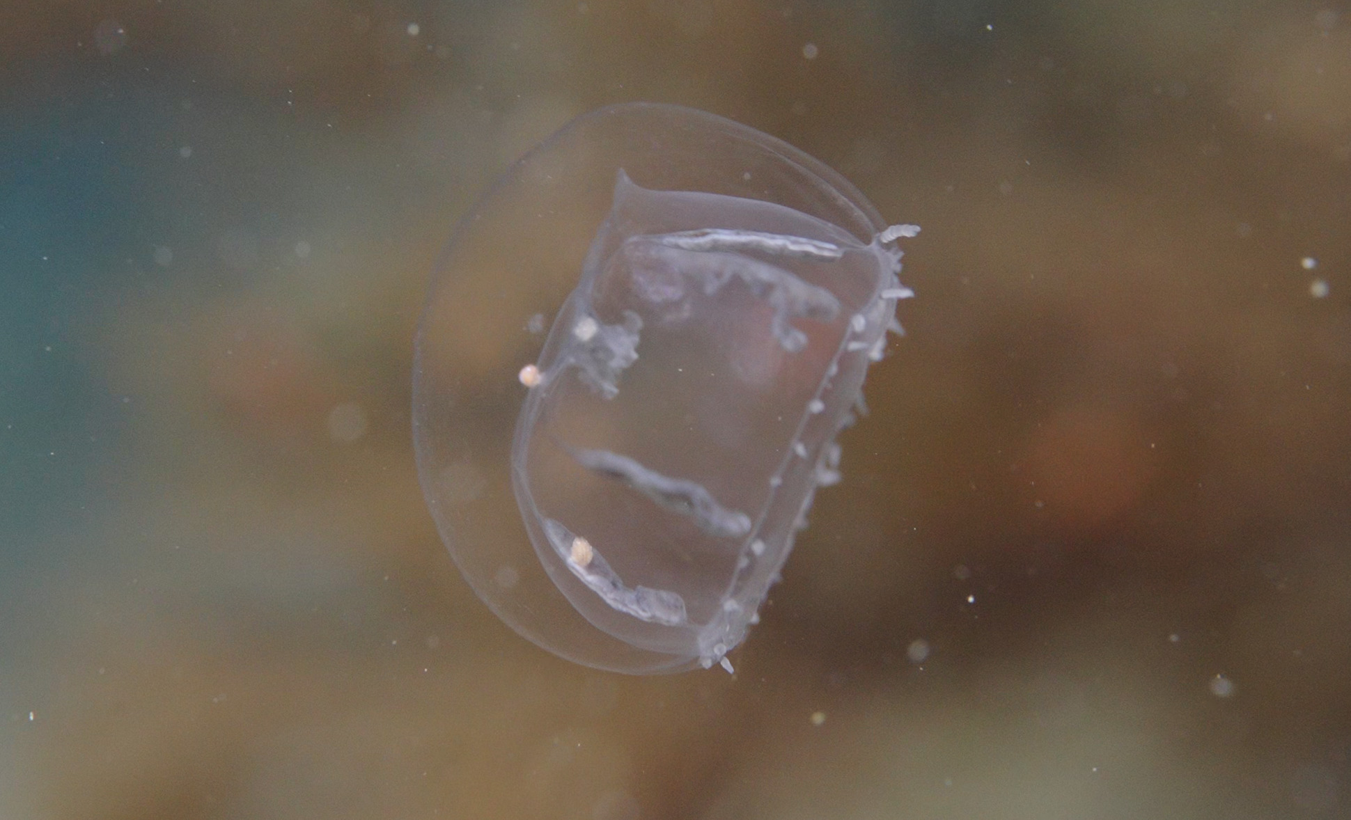 Cosmetirella davisii (Browne, 1902)