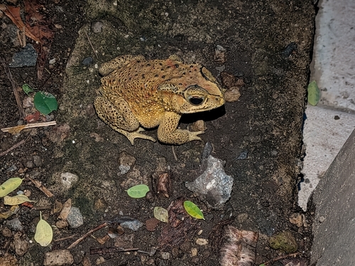 Duttaphrynus melanostictus